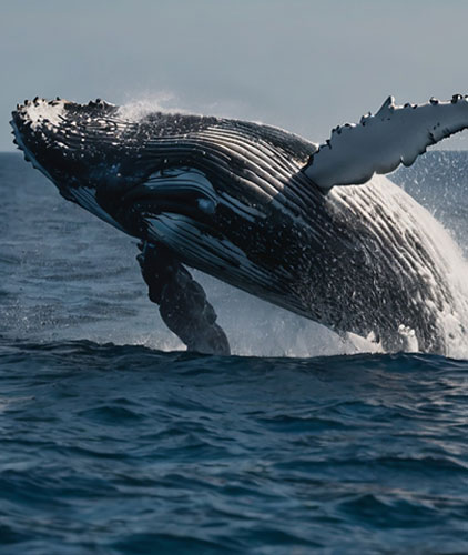 Avistamiento de ballenas