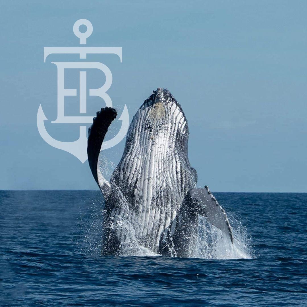Avistamiento de ballenas